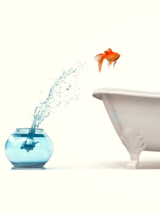 Der Sprung ins kalte Wasser